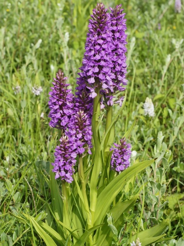 Southern Marsh-orchid © <a href="//commons.wikimedia.org/wiki/User:Biopics" title="User:Biopics">Hans Hillewaert</a>
