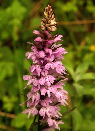 Dactylorhiza saccifera © <div class="fn value">
<a href="//commons.wikimedia.org/wiki/User:Orchi" title="User:Orchi">Orchi</a>
</div>