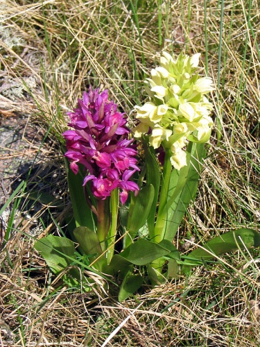 Dactylorhiza sambucina &copy; <a rel="nofollow" class="external text" href="https://www.flickr.com/photos/7503705@N07">Kriko L</a> from Finland