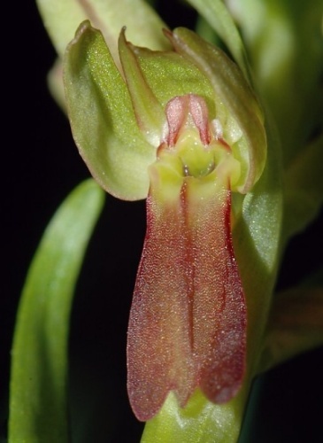 Dactylorhiza viridis &copy; 