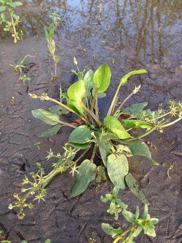 Damasonium alisma &copy; <a href="//commons.wikimedia.org/w/index.php?title=User:Yuvalr&amp;action=edit&amp;redlink=1" class="new" title="User:Yuvalr (page does not exist)">Yuvalr</a>