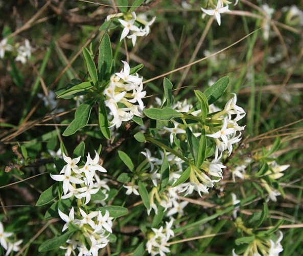 Daphne alpina &copy; <a href="//commons.wikimedia.org/wiki/User:Franz_Xaver" title="User:Franz Xaver">Franz Xaver</a>