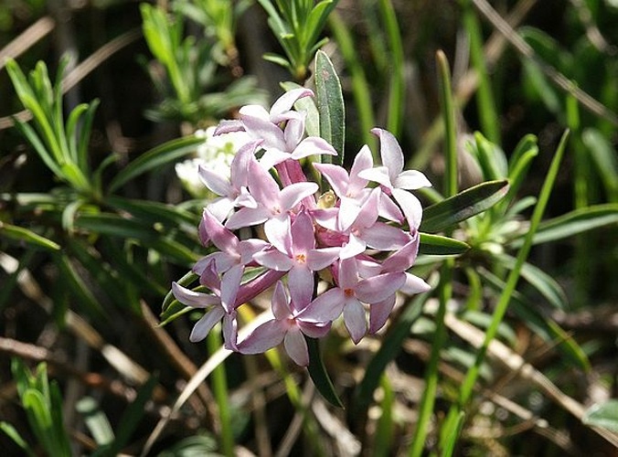 Daphne striata &copy; <a href="//commons.wikimedia.org/wiki/User:BerndH" title="User:BerndH">Bernd Haynold</a>