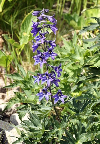 Delphinium dubium © genialvegetal.net