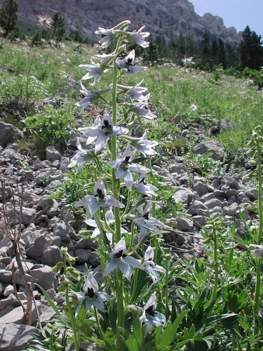 Delphinium montanum &copy; <a href="//commons.wikimedia.org/wiki/User:Simonjoan" title="User:Simonjoan">Joan Simon</a>