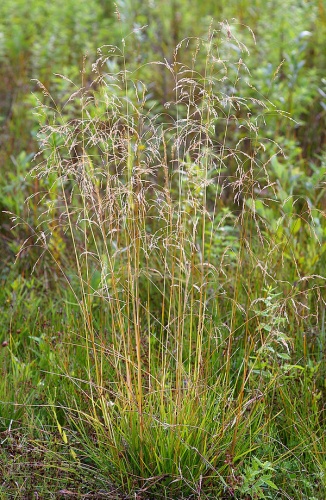 Deschampsia cespitosa © <a href="//commons.wikimedia.org/wiki/User:Fice" title="User:Fice">Christian Fischer</a>