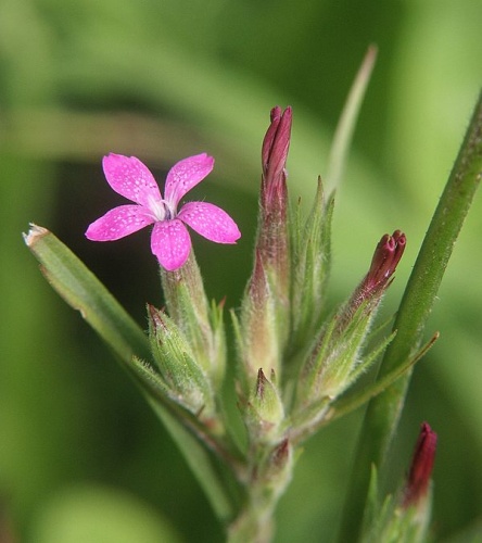 Dianthus armeria © <a href="//commons.wikimedia.org/wiki/User:BerndH" title="User:BerndH">Bernd Haynold</a>