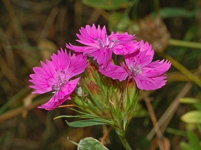 Dianthus balbisii © <a href="//commons.wikimedia.org/wiki/User:Hectonichus" title="User:Hectonichus">Hectonichus</a>