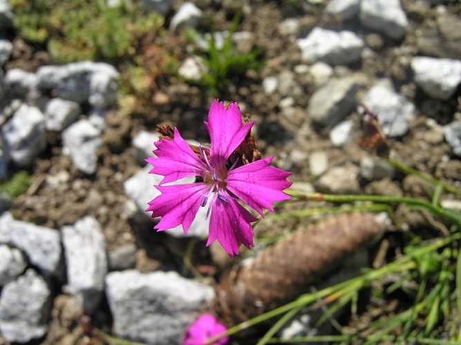 Dianthus carthusianorum &copy; Audrius Meskauskas (<a href="//commons.wikimedia.org/wiki/User:Audriusa" title="User:Audriusa">Audriusa</a>)