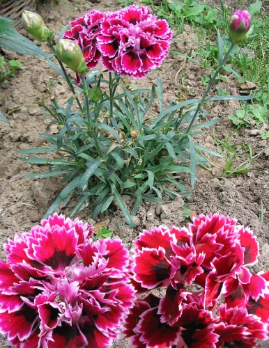 Dianthus caryophyllus &copy; 