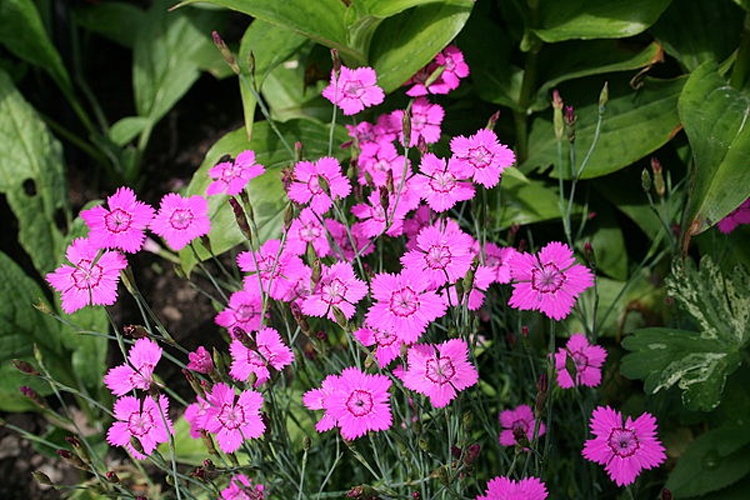 Dianthus deltoides © <a href="//commons.wikimedia.org/wiki/User:Jean-Pol_GRANDMONT" title="User:Jean-Pol GRANDMONT">Jean-Pol GRANDMONT</a>