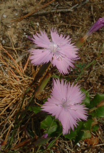 Dianthus gallicus &copy; J.F. Gaffard <a href="https://fr.wikipedia.org/wiki/User:Jeffdelonge" class="extiw" title="fr:User:Jeffdelonge">Jeffdelonge</a> at <a class="external text" href="http://fr.wikipedia.org">fr.wikipedia</a>