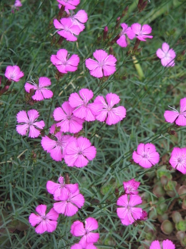 Dianthus graniticus © <a href="//commons.wikimedia.org/wiki/User:Meneerke_bloem" title="User:Meneerke bloem">Meneerke bloem</a>