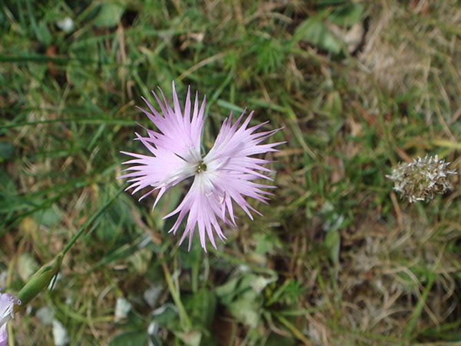 Dianthus hyssopifolius © <a href="//commons.wikimedia.org/wiki/User:Xemenendura" title="User:Xemenendura">Xemenendura</a>