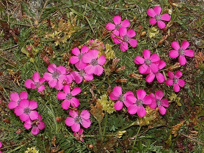 Dianthus pavonius © <a href="//commons.wikimedia.org/wiki/User:Hectonichus" title="User:Hectonichus">Hectonichus</a>