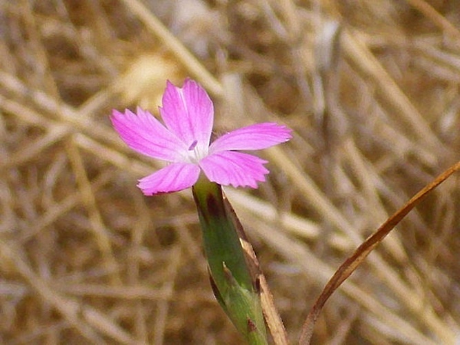 Dianthus pungens © <a href="//commons.wikimedia.org/wiki/User:Javier_martin" title="User:Javier martin">Javier martin</a>