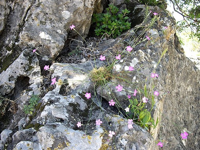 Dianthus pyrenaicus &copy; <a href="//commons.wikimedia.org/wiki/Ghislain118" class="mw-redirect" title="Ghislain118">Ghislain118</a> <a rel="nofollow" class="external free" href="http://www.fleurs-des-montagnes.net">http://www.fleurs-des-montagnes.net</a>