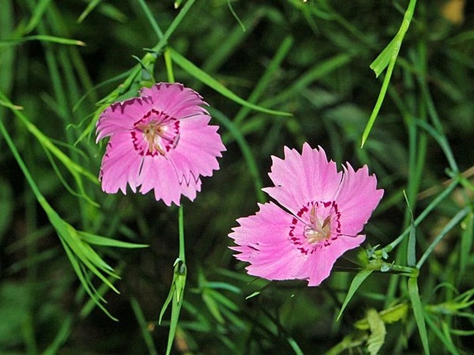 Dianthus seguieri © <a href="//commons.wikimedia.org/wiki/User:Hectonichus" title="User:Hectonichus">Hectonichus</a>