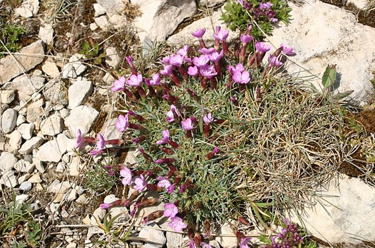 Dianthus subacaulis © <a href="//commons.wikimedia.org/wiki/User:Sten" title="User:Sten">Sten Porse</a>