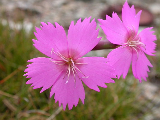 Dianthus sylvestris © No machine-readable author provided. <a href="//commons.wikimedia.org/w/index.php?title=User:Thommybe&amp;action=edit&amp;redlink=1" class="new" title="User:Thommybe (page does not exist)">Thommybe</a> assumed (based on copyright claims).