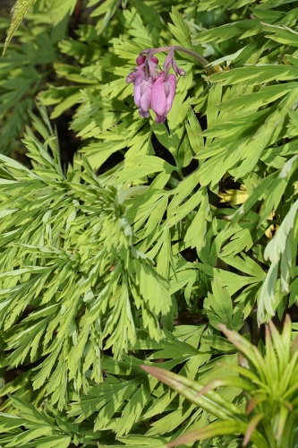 Dicentra formosa © <a href="//commons.wikimedia.org/wiki/User:Wsiegmund" title="User:Wsiegmund">Walter Siegmund</a> <a href="//commons.wikimedia.org/wiki/User_talk:Wsiegmund" title="User talk:Wsiegmund">(talk)</a>