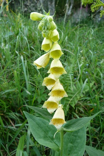 big-flowered foxglove © <a href="//commons.wikimedia.org/wiki/User:Florn88" title="User:Florn88">Florian Grossir</a>