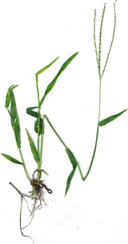 Digitaria ciliaris © <a rel="nofollow" class="external text" href="http://www.hear.org/starr/">Forest &amp; Kim Starr</a>