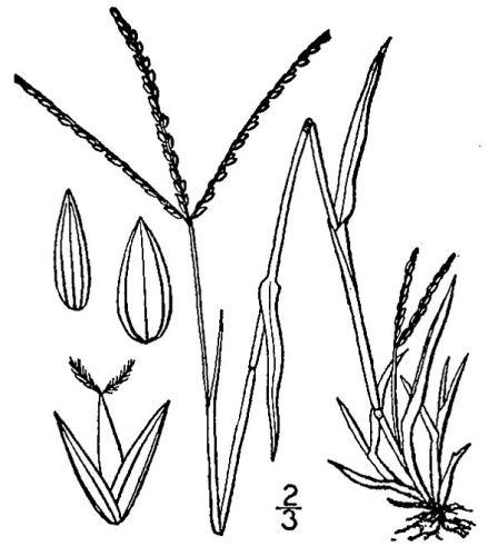 Digitaria ischaemum &copy; Britton, N.L., and A. Brown. 1913. An illustrated flora of the northern United States, Canada and the British Possessions. Vol. 1: 123.