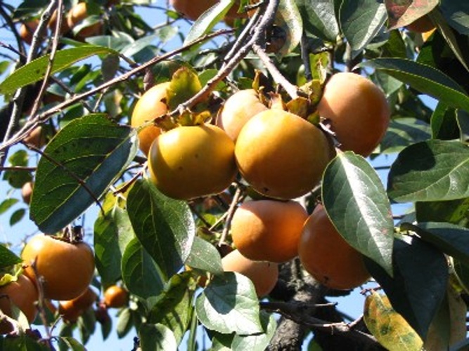 Diospyros kaki &copy; <a href="https://ja.wikipedia.org/wiki/User:Sphl" class="extiw" title="ja:User:Sphl">Sphl</a>