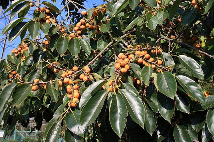 Diospyros lotus © <a href="https://ja.wikipedia.org/wiki/user:%CE%A3%EF%BC%96%EF%BC%94" class="extiw" title="ja:user:Σ６４">Σ64</a>