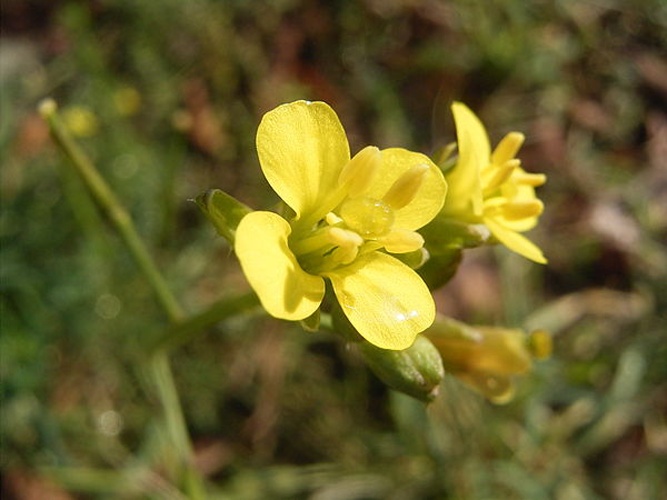 Diplotaxis muralis © No machine-readable author provided. <a href="//commons.wikimedia.org/wiki/User:TeunSpaans" title="User:TeunSpaans">TeunSpaans</a> assumed (based on copyright claims).