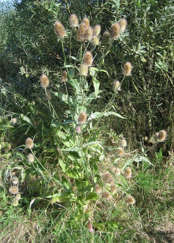 Dipsacus fullonum © <a href="//commons.wikimedia.org/wiki/User:MPF" title="User:MPF">MPF</a>
