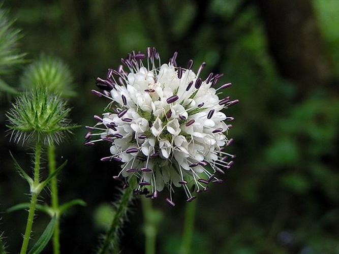 Dipsacus pilosus © No machine-readable author provided. <a href="//commons.wikimedia.org/wiki/User:Pethan" title="User:Pethan">Pethan</a> assumed (based on copyright claims).