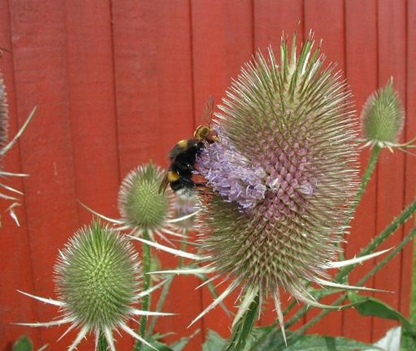 Dipsacus sativus &copy; 