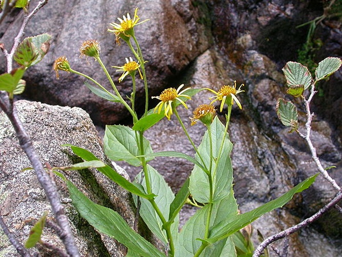 Doronicum corsicum © Pieter Pelser