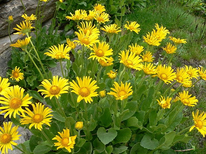 Doronicum grandiflorum © No machine-readable author provided. <a href="//commons.wikimedia.org/wiki/User:Philipendula" title="User:Philipendula">Philipendula</a> assumed (based on copyright claims).