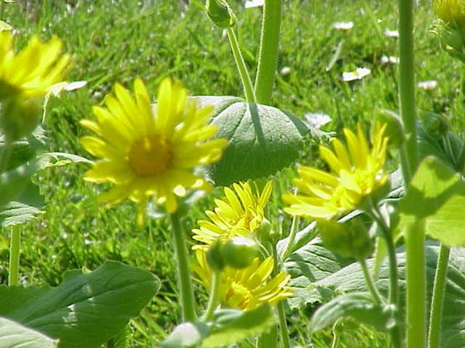 Doronicum pardalianches © Kurt Stüber <a rel="nofollow" class="external autonumber" href="http://www.kurtstueber.de/">[1]</a>