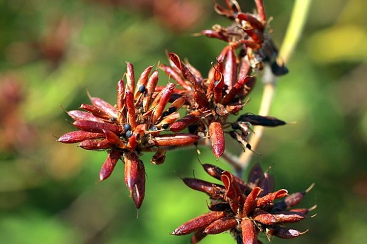 Dorycnium rectum © <a rel="nofollow" class="external text" href="https://www.flickr.com/people/32179778@N00">M a n u e l</a> from Valdemoro, Spain