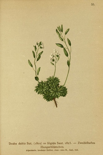 Draba dubia © Dalla Torre, K. W. von; Deutscher Alpenverein (Founded 1874); Hartinger, Anton