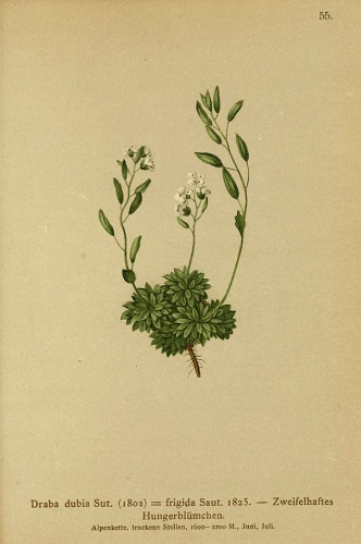 Draba dubia &copy; Dalla Torre, K. W. von; Deutscher Alpenverein (Founded 1874); Hartinger, Anton