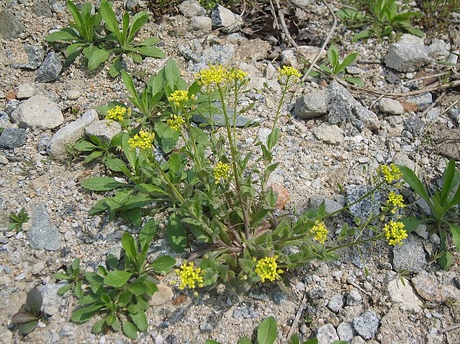 Draba nemorosa © <a href="//commons.wikimedia.org/wiki/User:Dalgial" title="User:Dalgial">Dalgial</a>