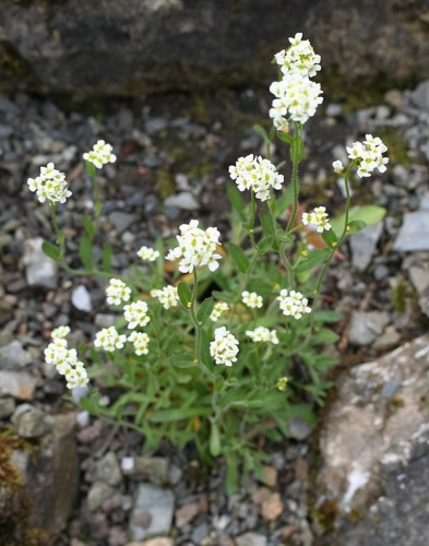 Draba siliquosa &copy; <a href="https://de.wikipedia.org/wiki/Benutzer:Michael_w" class="extiw" title="de:Benutzer:Michael w">Michael Wolf</a>
