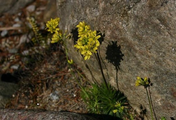 Draba subnivalis © No machine-readable author provided. <a href="//commons.wikimedia.org/wiki/User:Sten" title="User:Sten">Sten</a> assumed (based on copyright claims).