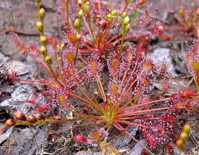 Drosera intermedia © No machine-readable author provided. <a href="//commons.wikimedia.org/wiki/User:NoahElhardt" title="User:NoahElhardt">NoahElhardt</a> assumed (based on copyright claims).
