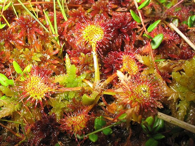 Drosera rotundifolia © No machine-readable author provided. <a href="//commons.wikimedia.org/wiki/User:Migas" title="User:Migas">Migas</a> assumed (based on copyright claims).