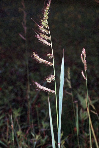 Echinochloa crus-galli &copy; Robert H. Mohlenbrock. USDA SCS. 1989. Midwest wetland flora: Field office illustrated guide to plant species. Midwest National Technical Center, Lincoln. Courtesy of USDA NRCS Wetland Science Institute.