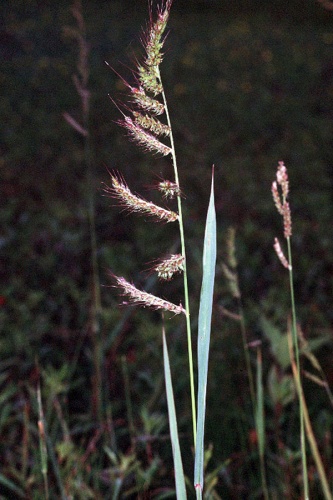 Echinochloa crus-galli © Robert H. Mohlenbrock. USDA SCS. 1989. Midwest wetland flora: Field office illustrated guide to plant species. Midwest National Technical Center, Lincoln. Courtesy of USDA NRCS Wetland Science Institute.