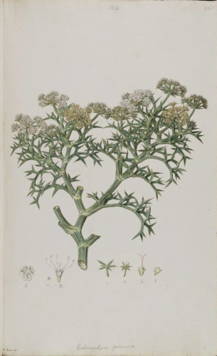 Echinophora spinosa © Possibly <a href="//commons.wikimedia.org/wiki/Ferdinand_Bauer" title="Ferdinand Bauer">Ferdinand Bauer</a>
