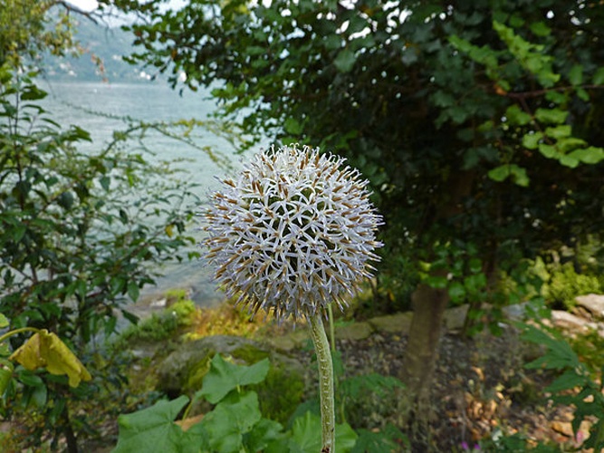 Echinops exaltatus © <a href="//commons.wikimedia.org/wiki/User:McIntosh_Natura" title="User:McIntosh Natura">McIntosh Natura</a>