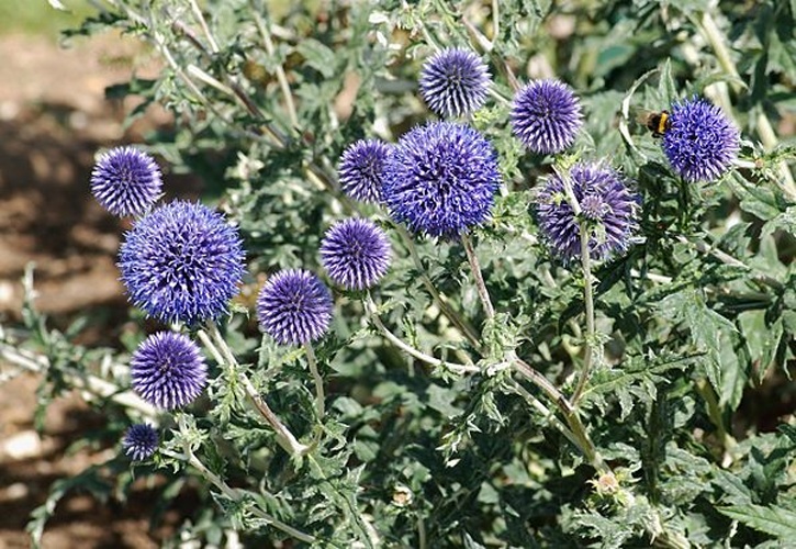 Echinops ritro © <a href="//commons.wikimedia.org/wiki/User:Alvesgaspar" title="User:Alvesgaspar">Alvesgaspar</a>